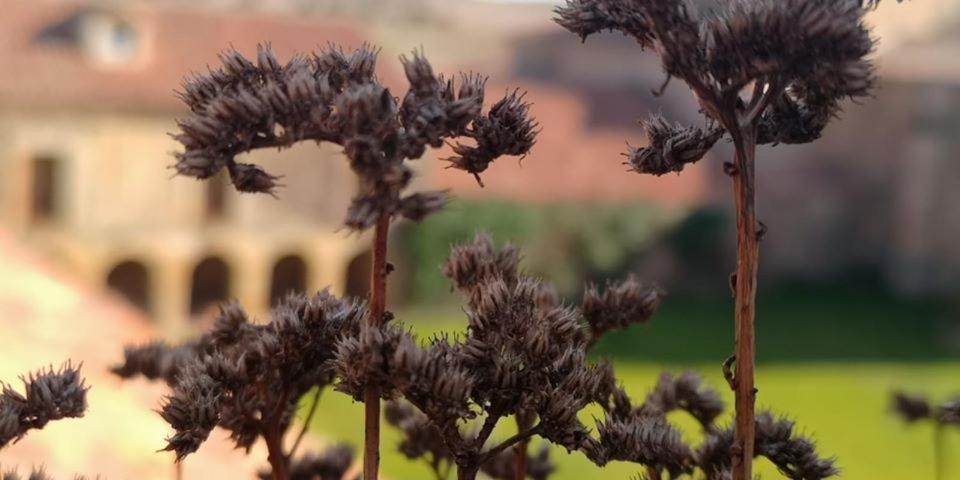 Casa Rural Casa Fuerte San Gregorio I 알마르사 외부 사진